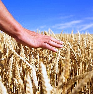 wheat-field (1)